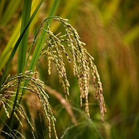 Die natürliche Schönheit von Rohreis in Nahaufnahme von Frank Photos