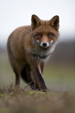 Fuchs... Rotfuchs *Vulpes vulpes* von wunderbare Erde