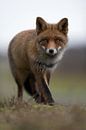 Fuchs... Rotfuchs *Vulpes vulpes* von wunderbare Erde Miniaturansicht
