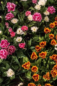 Mer de fleurs colorées
