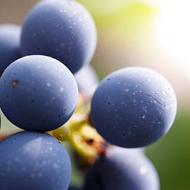 Blaue Weintrauben von Laura Vollering