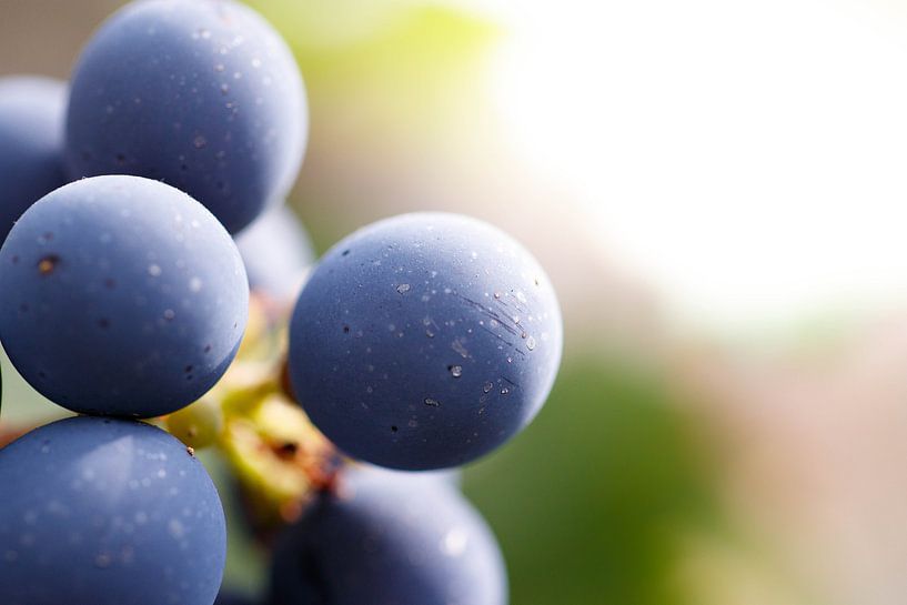Blue grapes by Laura Vollering
