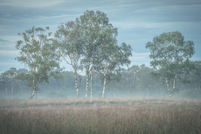 Bouleaux par John Goossens Photography