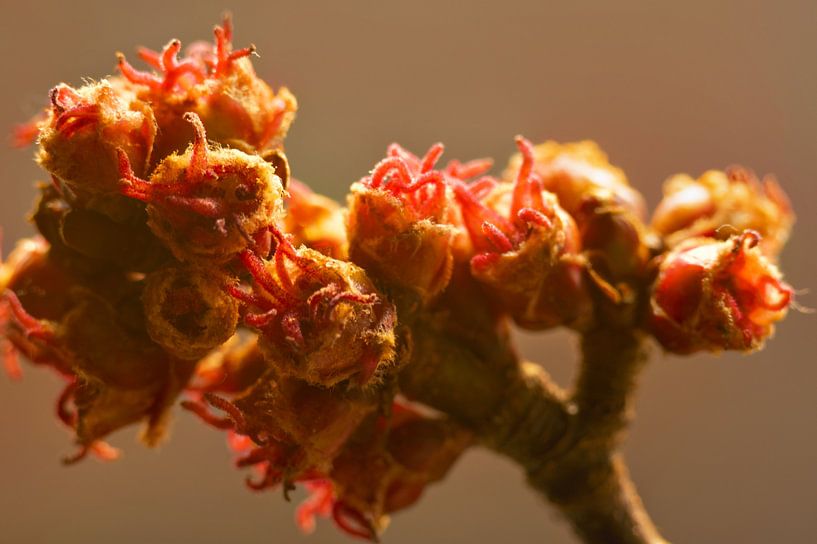 Natural Art by Jolanda de Jong-Jansen