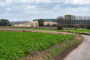 Kronkelende landbouwweg rond Lennik (Vlaanderen) van Werner Lerooy