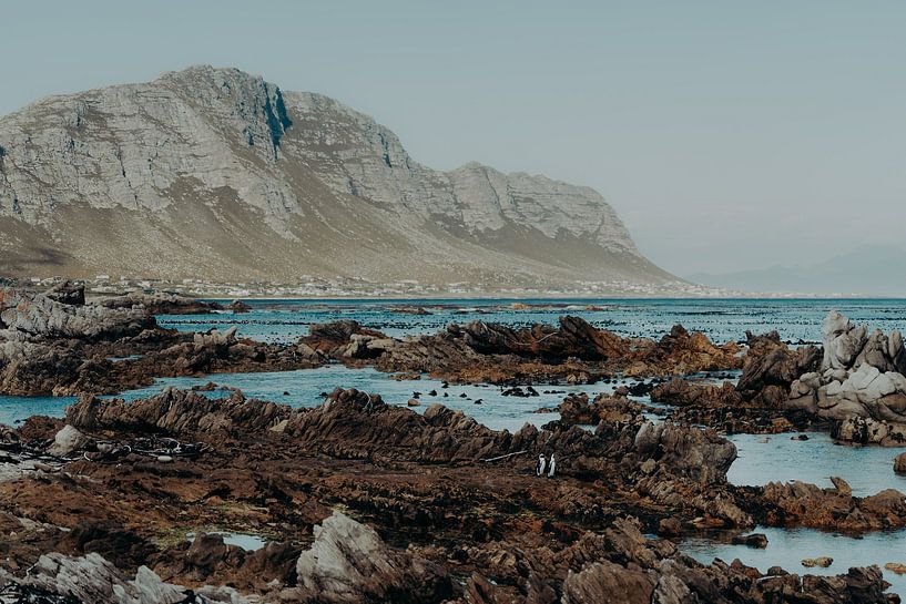 Pinguine in Betty&#039;s Bay 3 von Andy Troy