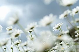 Zomerse margrieten van Gonnie van de Schans