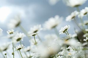 Marguerites d'été