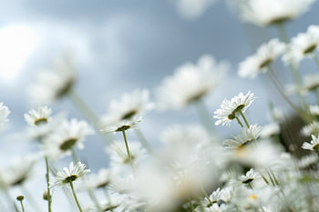 Marguerites d'été
