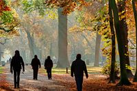 herfst in het bos