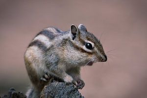 Das sibirische Erdhörnchen von Roy IJpelaar