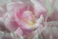 Abstracte fotografie | Abstract expressionisme | Modern abstract | Pioen tulp roze en wit