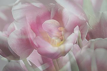 Pioen tulp roze en wit  van Art by Janine