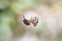 spider