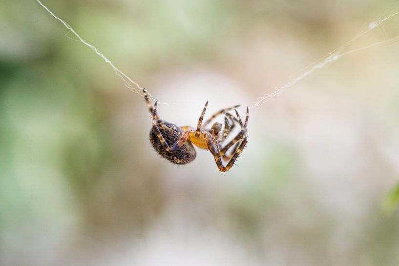 spider by Laura Vollering