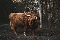 Schotse Hooglander in natuurlijke habitat van Rianne van Baarsen thumbnail