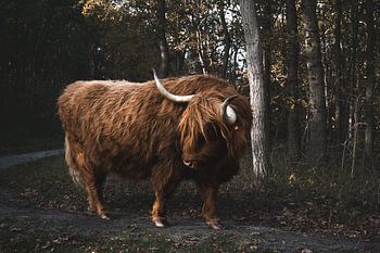 Scottish Highlander in natural habitat