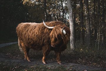 Schotse Hooglander in natuurlijke habitat van Rianne van Baarsen