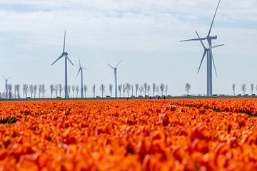 orange tulips by Barry van Strien