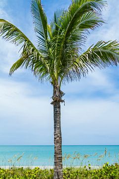 Vakantiegevoel - palmboom aan zee van Melanie Viola