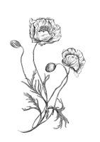 Blühende Mohnblumen