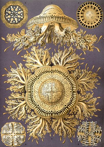 Discomedusae, Ernst Haeckel