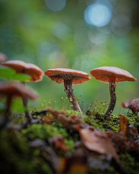 Mushrooms in the forest by Tom Zwerver