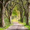 Bomenlaan van Arie Flokstra Natuurfotografie