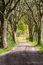 Bomenlaan van Arie Flokstra Natuurfotografie thumbnail