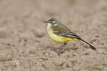 Vogel der Feld- und Wiesenflur... Wiesenschafstelze *Motacilla f von wunderbare Erde