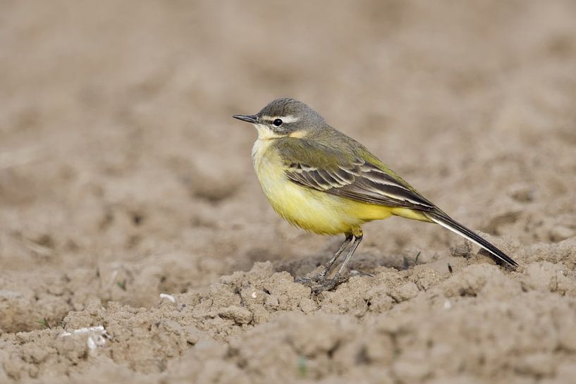 Oiseau des champs et des prairies... Bergeronnette grise *Motacilla f par wunderbare Erde