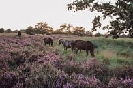 Wilde paarden in natuurgebied Kampina van Carla Van Iersel thumbnail
