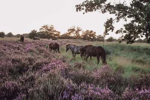 Chevaux sauvages dans la réserve naturelle de Kampina