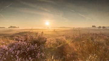 Sunrise Kalmthoutse Heide 2 by Bart van Dongen
