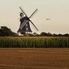 Windmühle von Föhr mit Seevogel von Jens Sessler