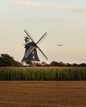 Föhr windmolen met zeevogel