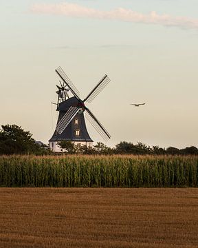 Windmühle von Föhr mit Seevogel von Jens Sessler