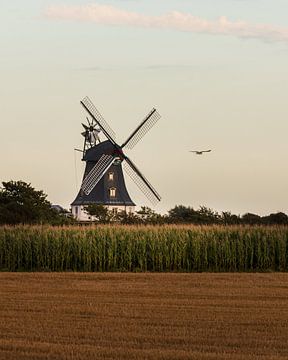 Moulin à vent de Föhr avec oiseau de mer sur Jens Sessler