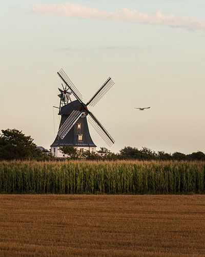 Föhr windmolen met zeevogel
