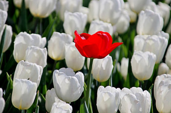 Single red tulip between field white tulips