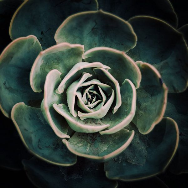 DARKSIDE OF SUCCULENTS IV-A van Pia Schneider