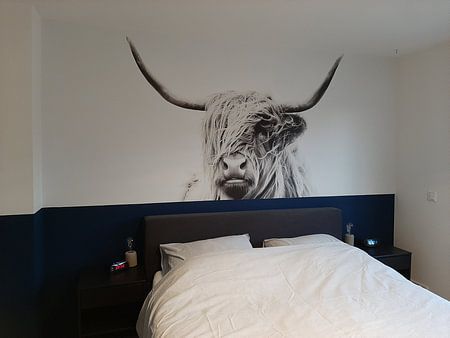 portrait of a highland cow