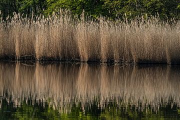 Reflets d'une ceinture de roseaux. sur Jaap van den Berg