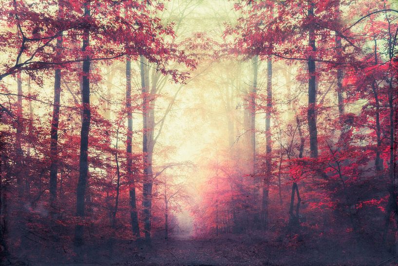 Magischer Herbstwaldweg an Nebelmorgen von Dirk Wüstenhagen
