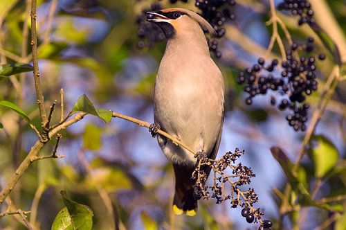 Pestvogel