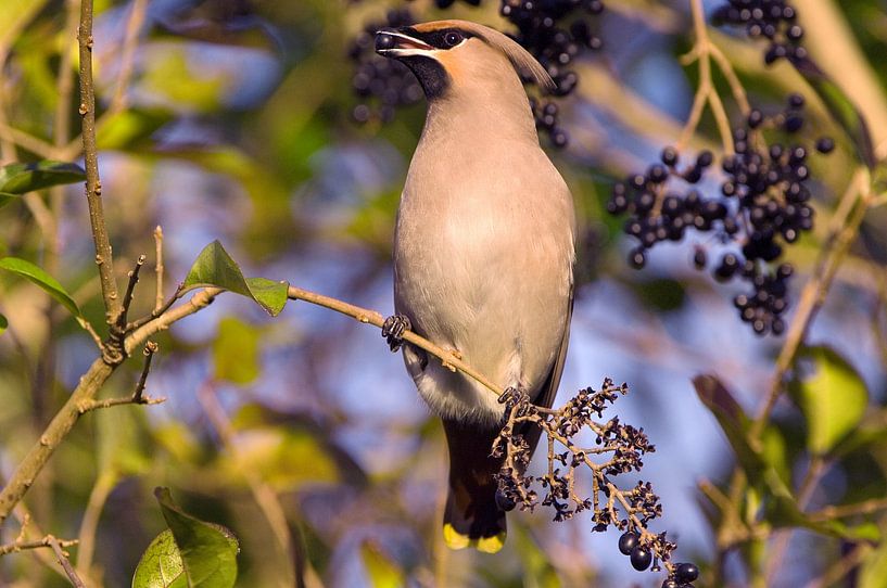 Bully von Paul van Gaalen, natuurfotograaf
