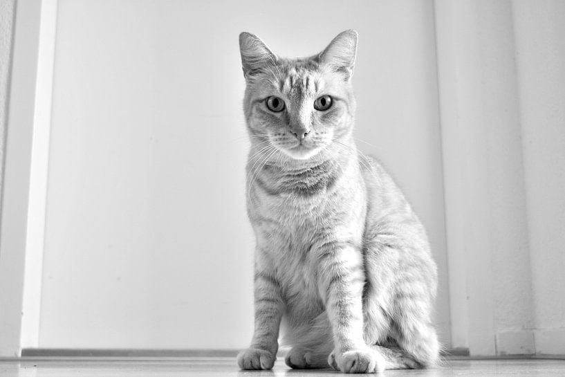 Rode kater by Capfield Photography