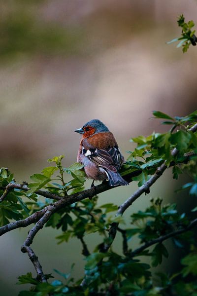 Bird on Branch in Nature - Peace and Color by Dave Adriaanse - Photography