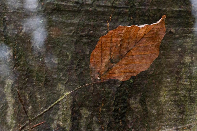 Nature-Art 008 par Henk Elshout