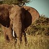 Olifant op de Serengetivlakte in Afrika van Jorien Melsen Loos